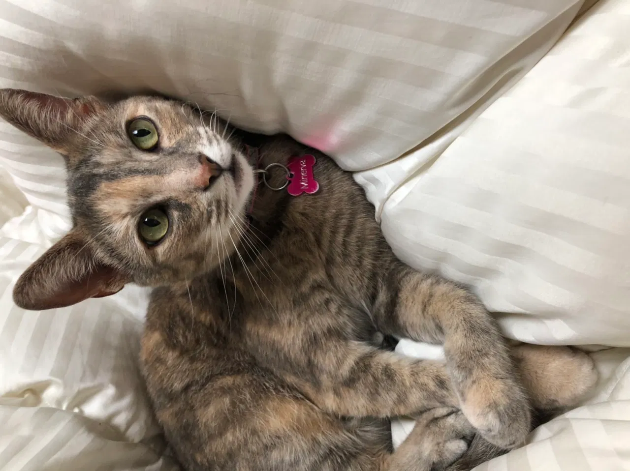 Lost cat in Lexington, KY, 40504