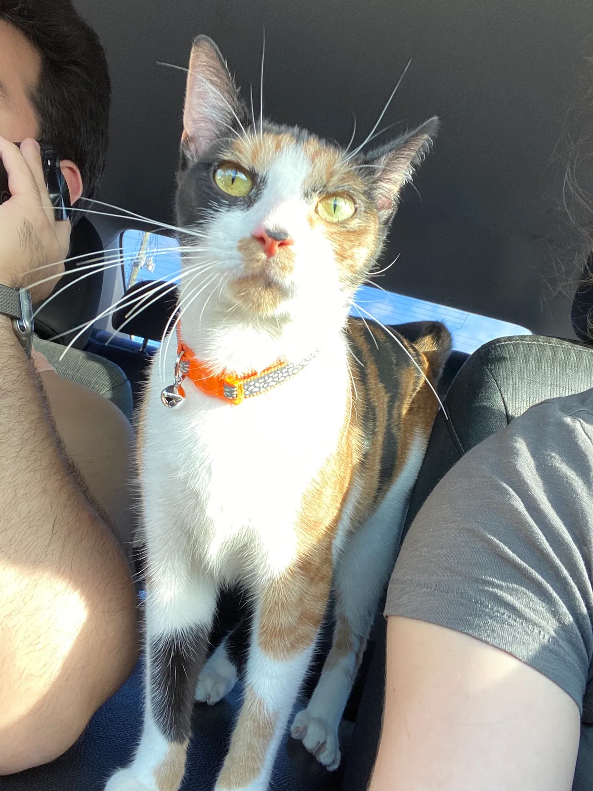 Lost cat in Pensacola, FL, 32514
