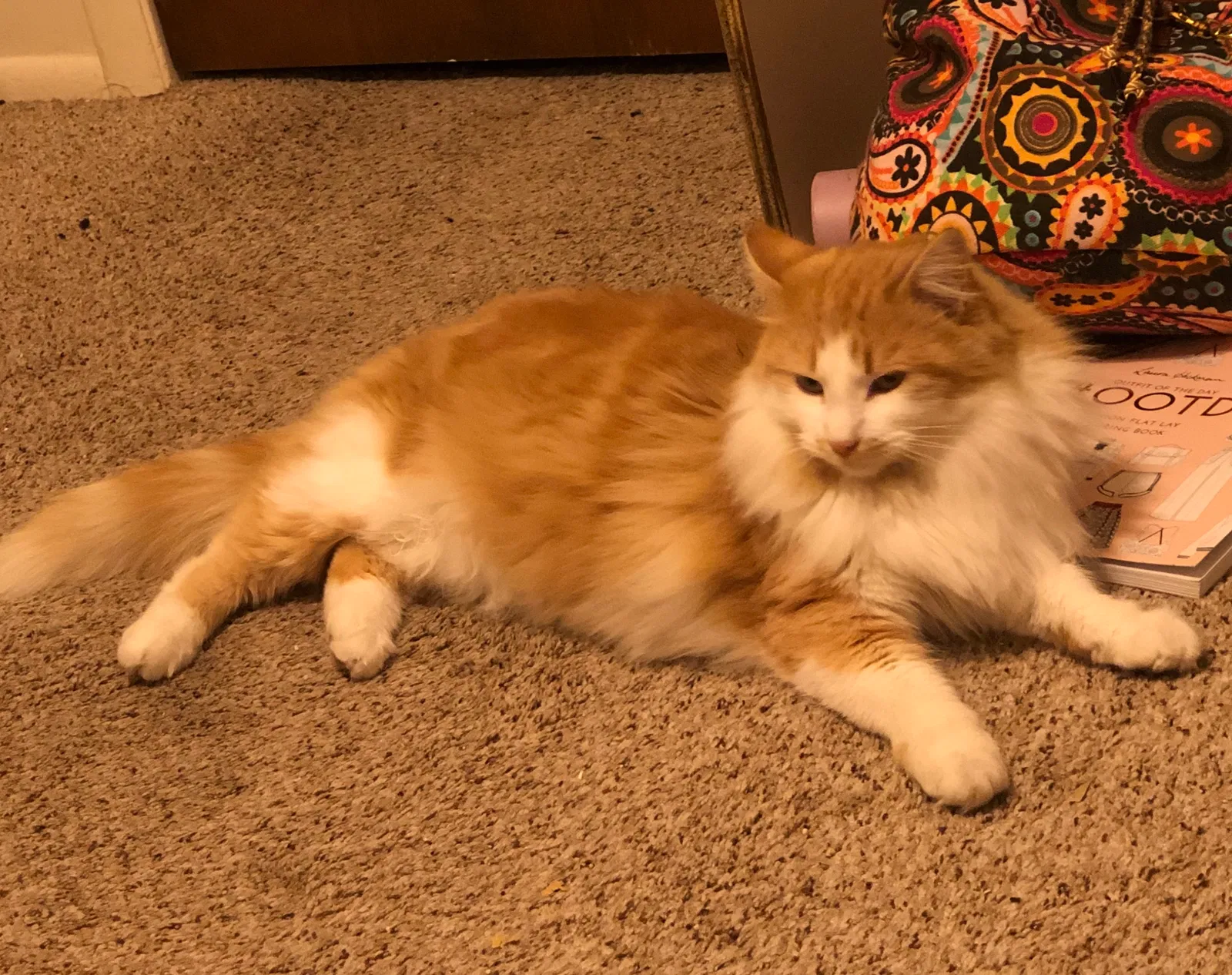 Lost cat in Provo, UT, 84604