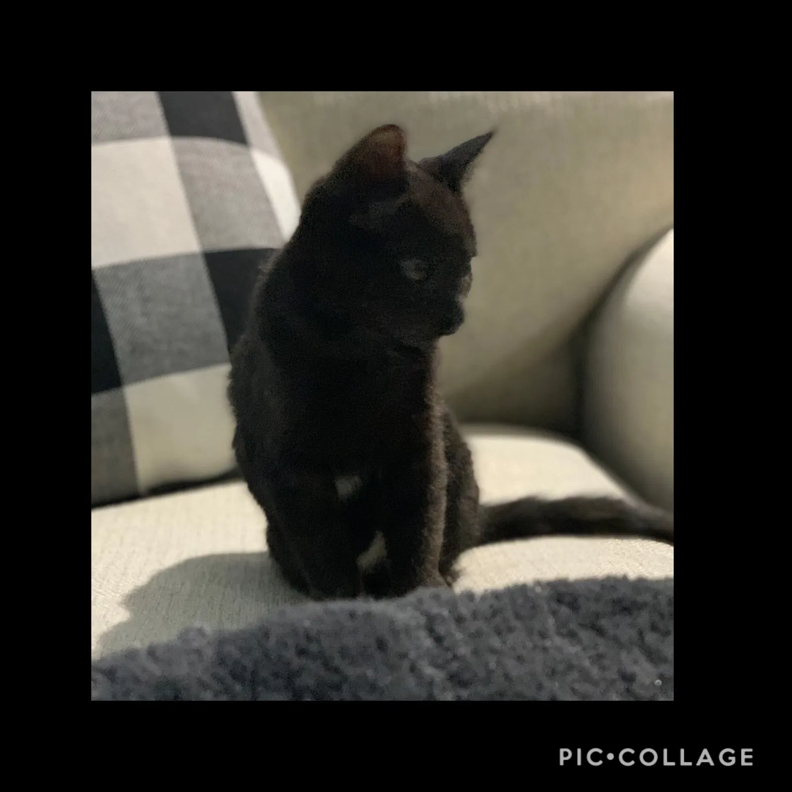 Lost cat in Keller, TX, 76244