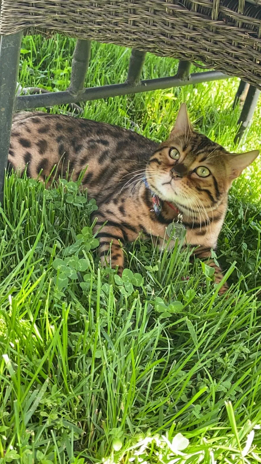Lost cat in South River, NJ, 8882