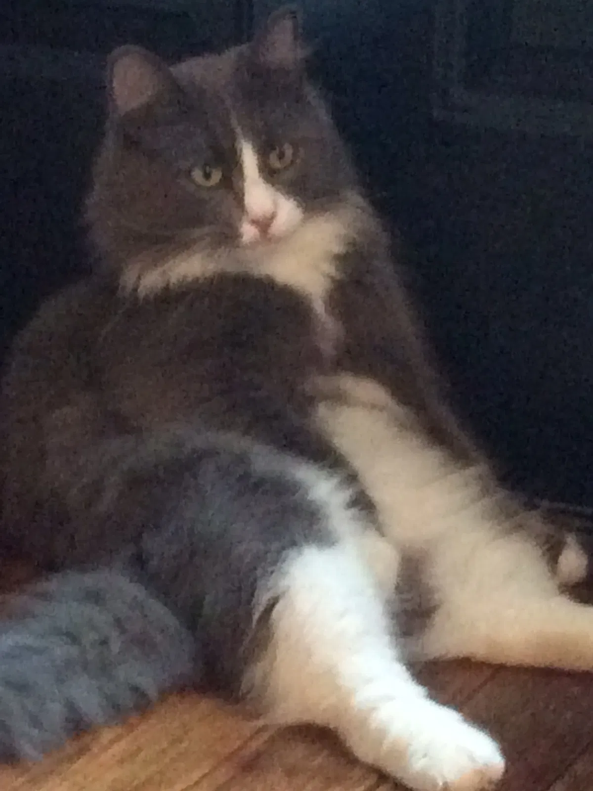 Lost cat in Wilmington, NC, 28403