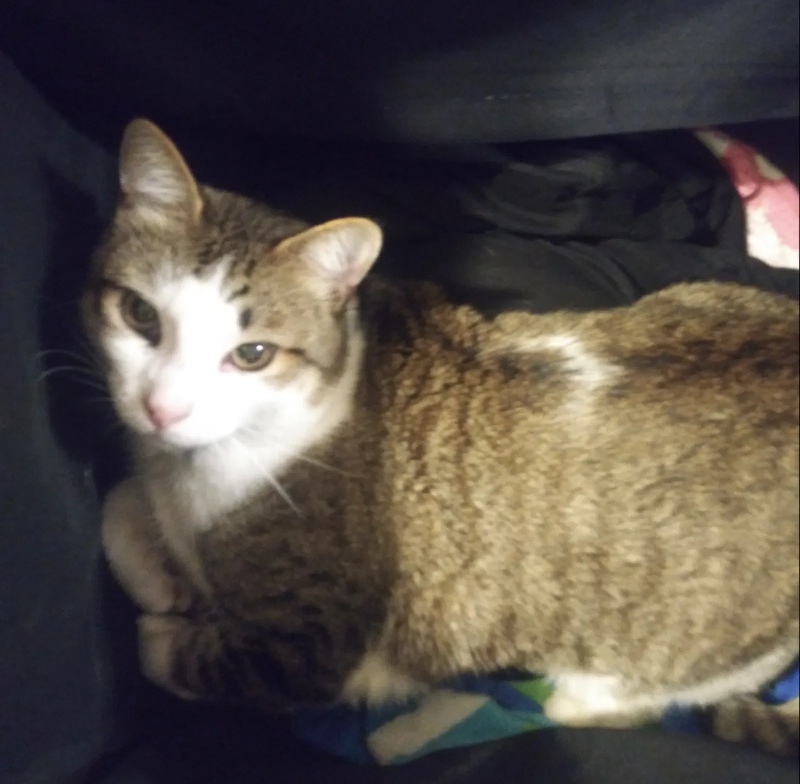 Lost cat in Fort Worth, TX, 76179