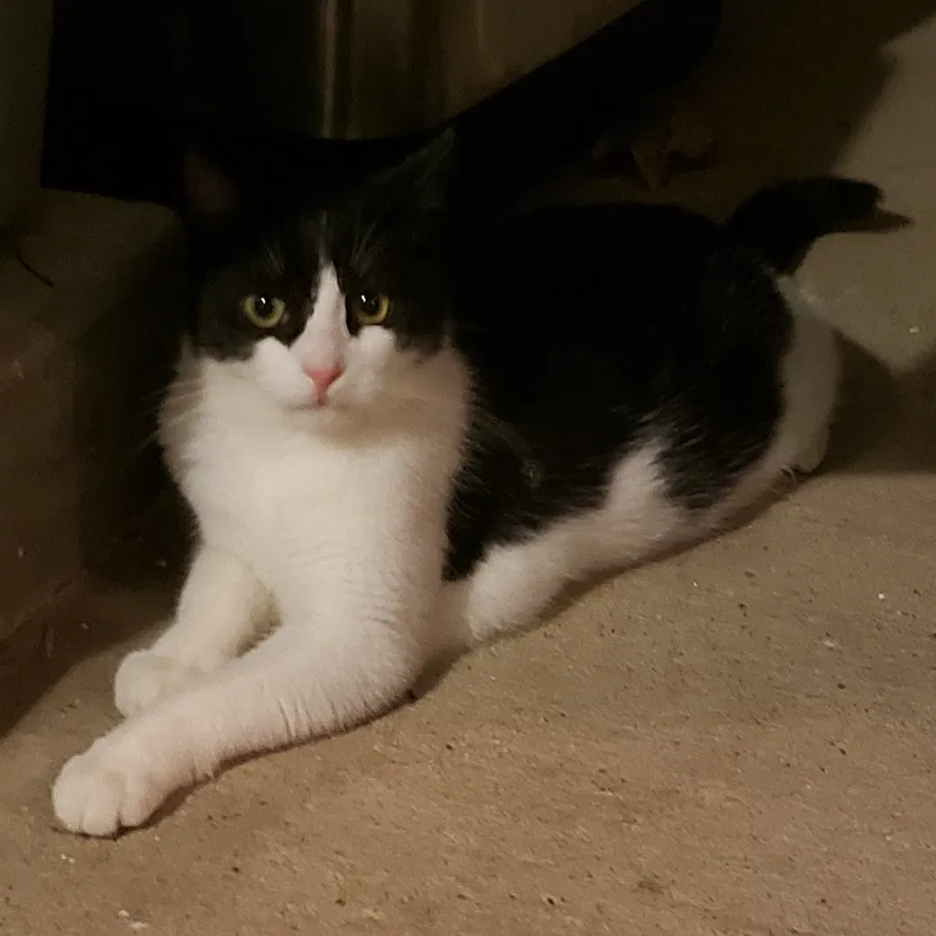 Lost cat in Baton Rouge, LA, 70817