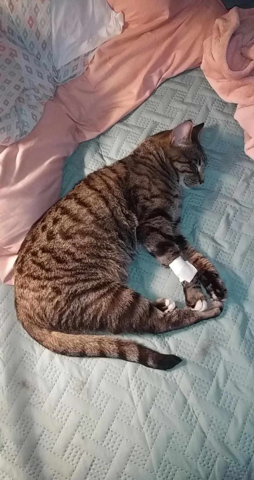 Lost cat in Morrisville, PA, 19067