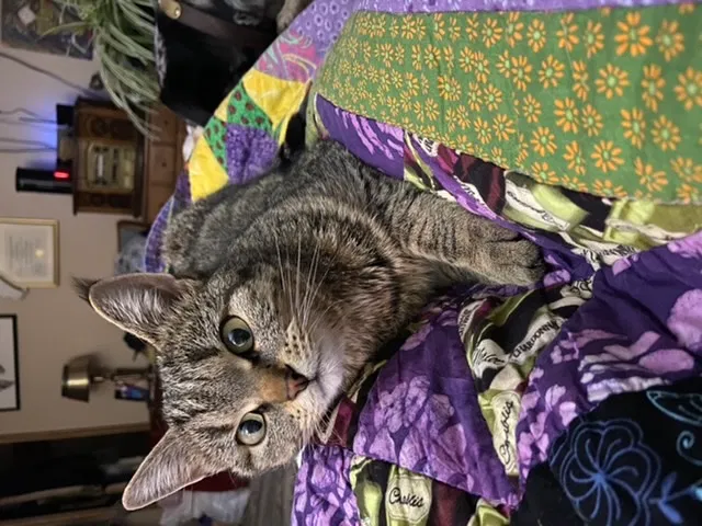Lost cat in Liberty Lake, WA, 99019