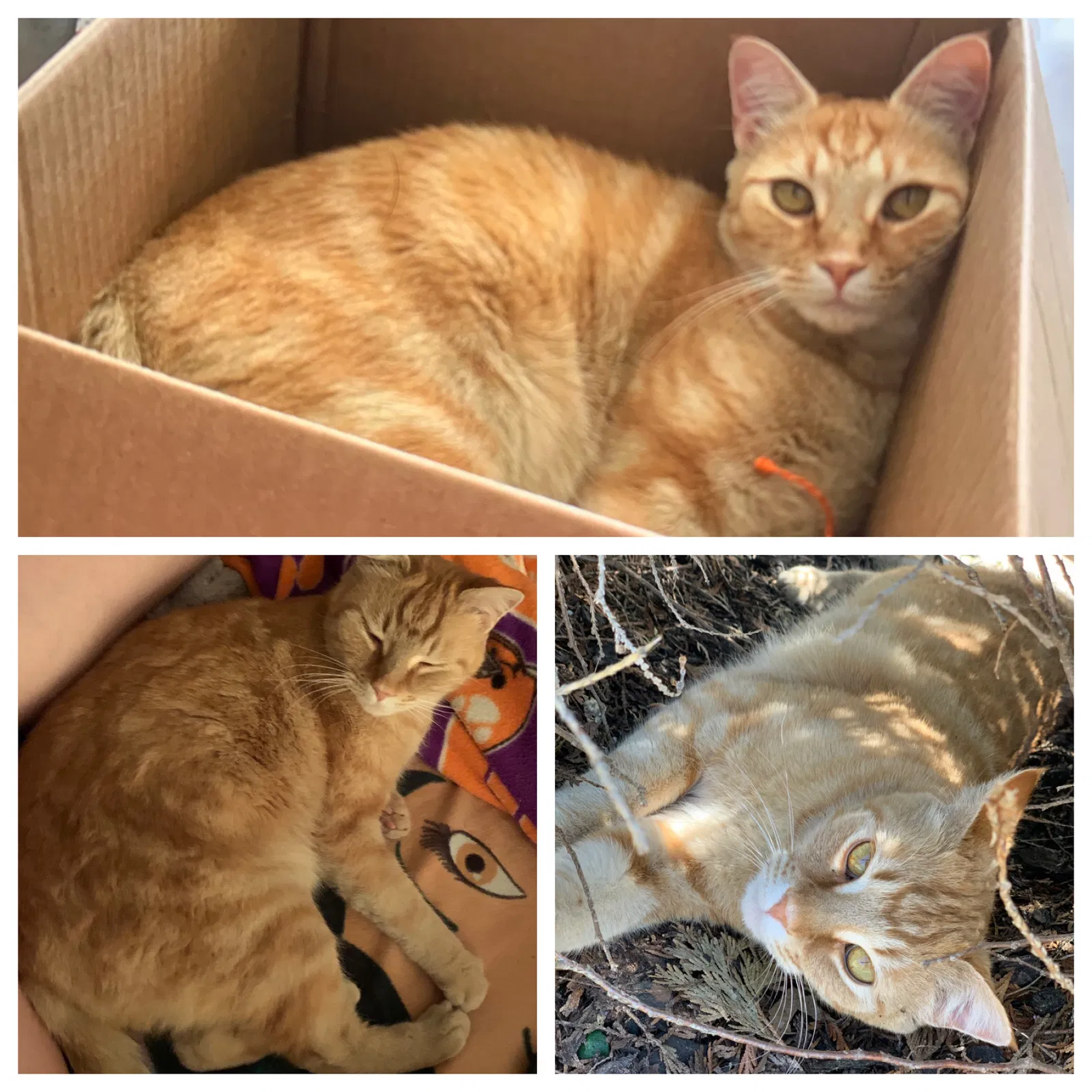 Lost cat in Hope Mills, NC, 28348