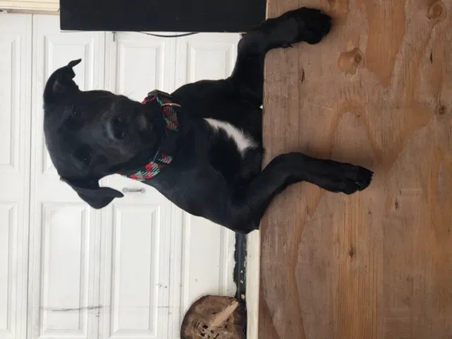 Lost dog in Los Angeles, CA, 90001