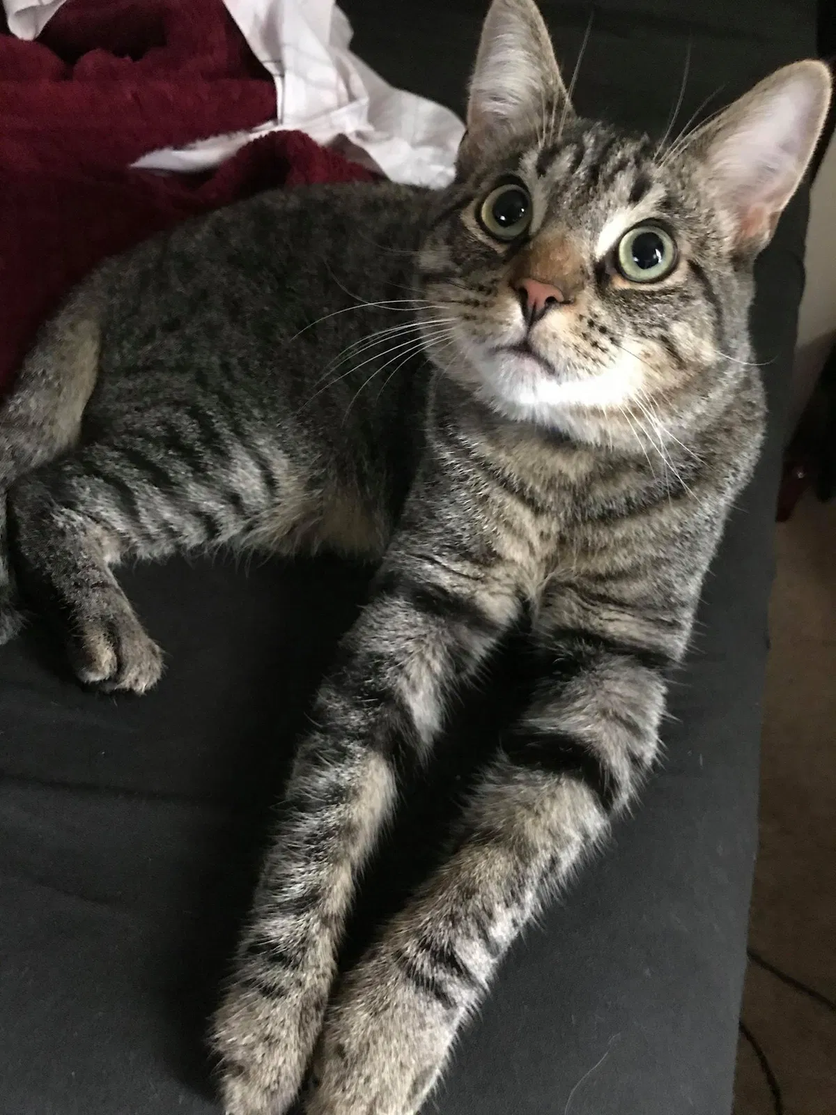 Lost cat in Highspire, PA, 17034