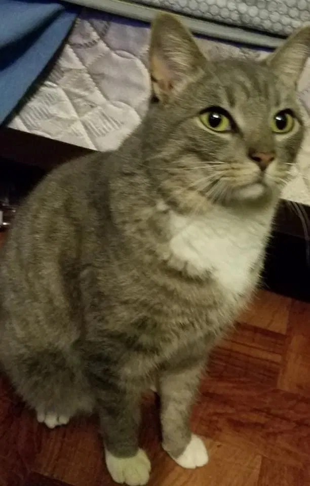 Lost cat in Delmar, DE, 19940