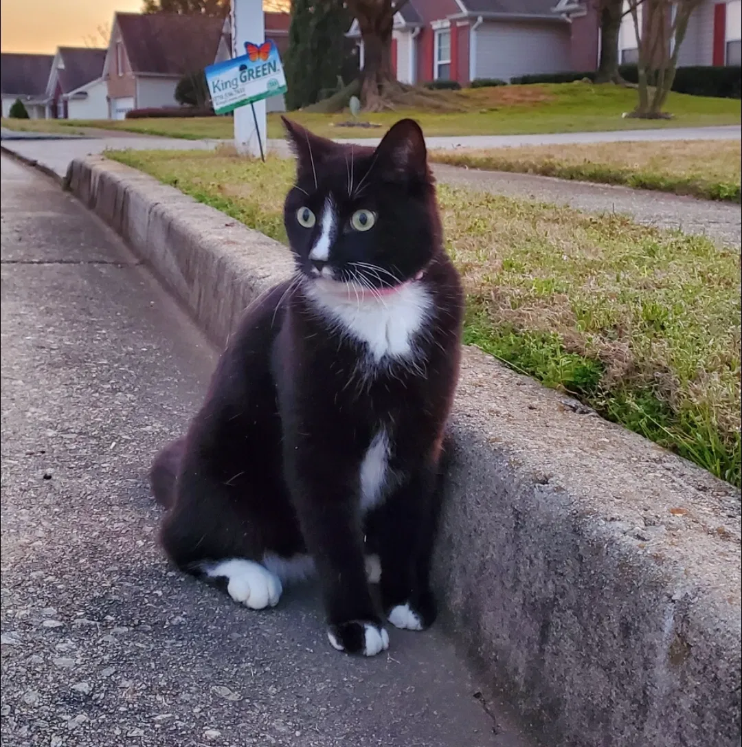 Lost cat in Buford, GA, 30519