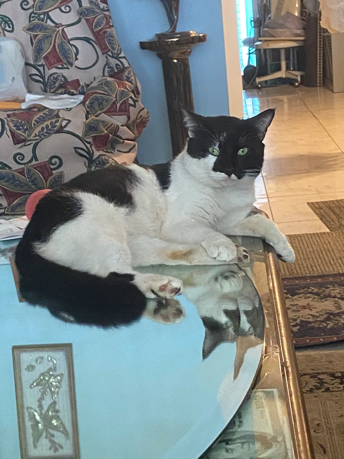 Lost cat in Miami, FL, 33162