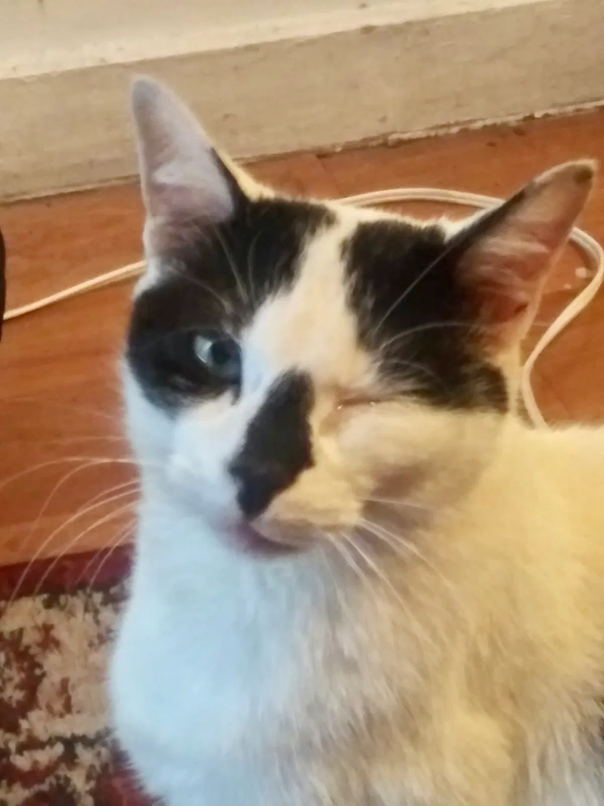Lost cat in Staten Island, NY, 10306