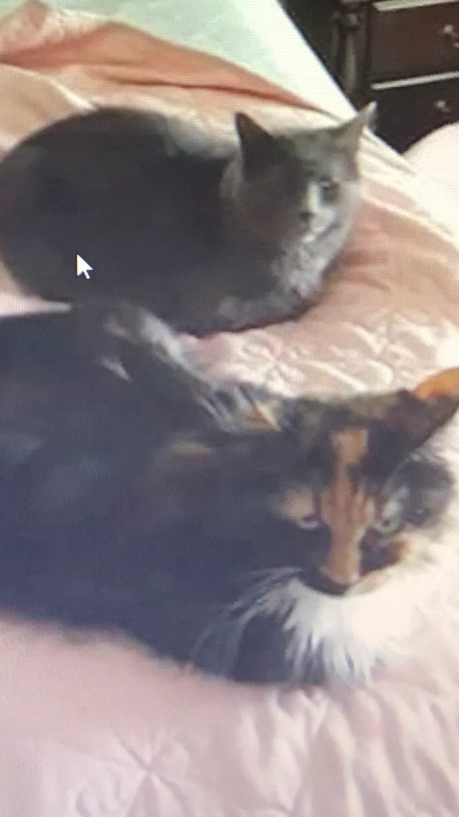 Lost cat in Unknown, UT, 84009
