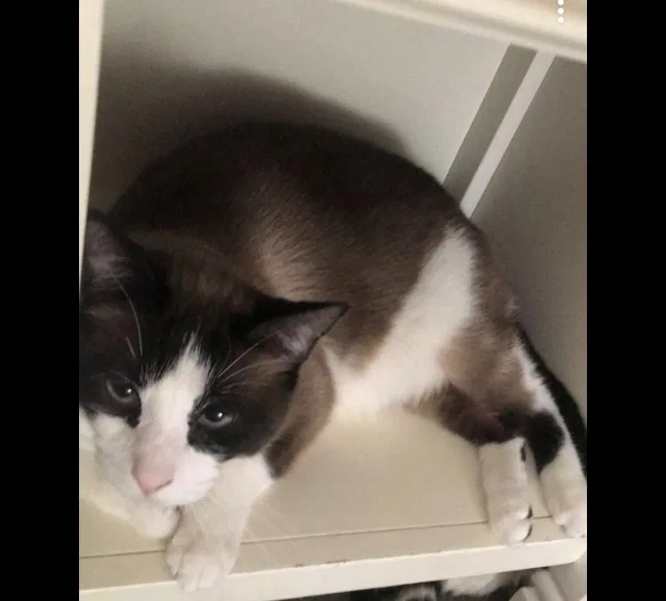 Lost cat in Trenton, NJ, 8619