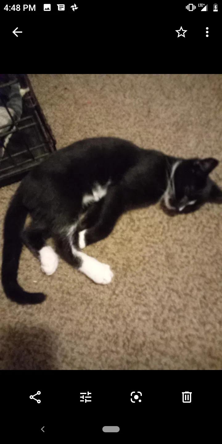 Lost cat in Chambersburg, PA, 17202