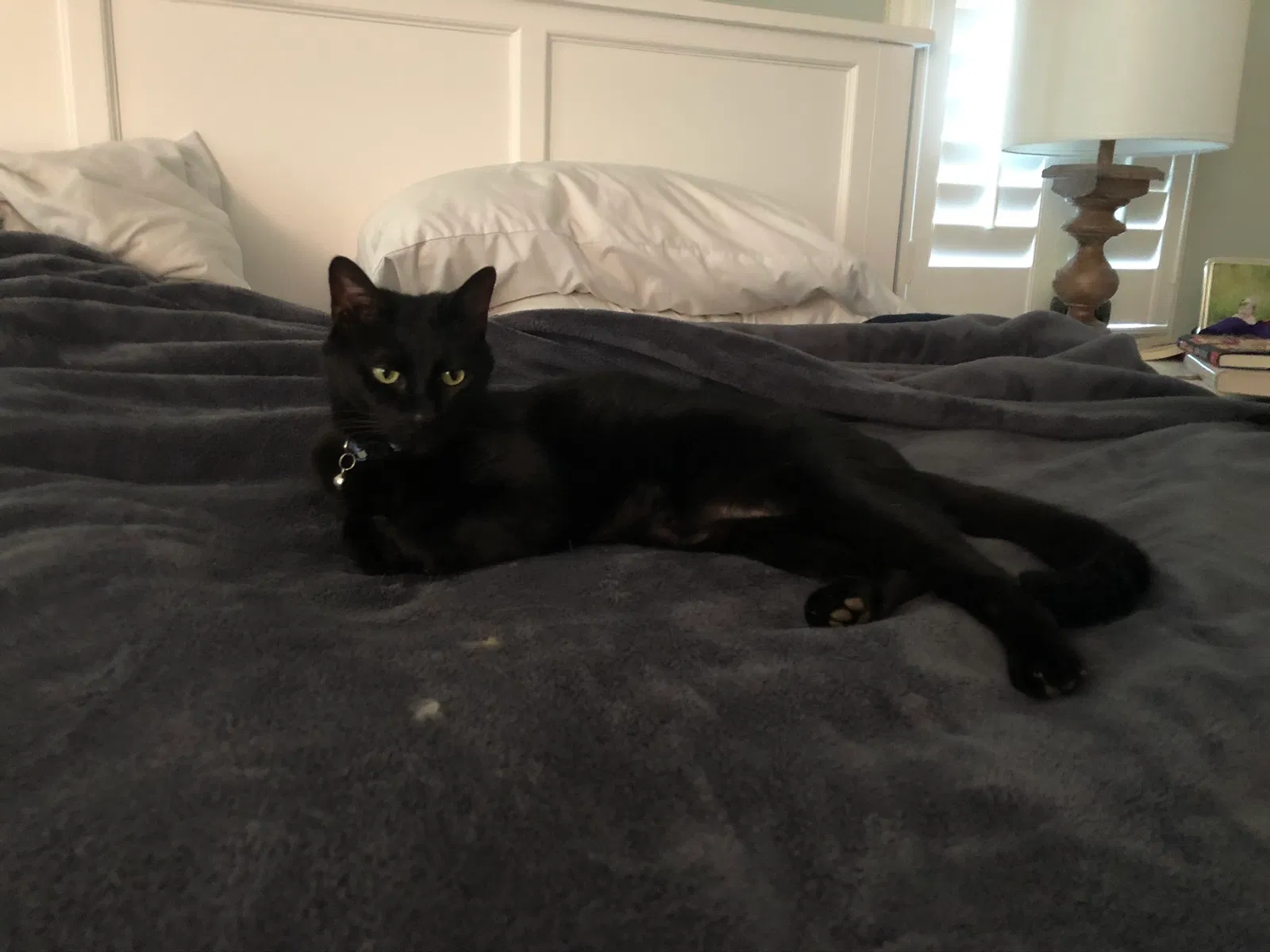 Lost cat in Roswell, GA, 30075