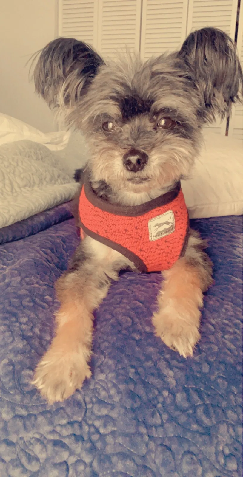 Lost dog in Miami, FL, 33135