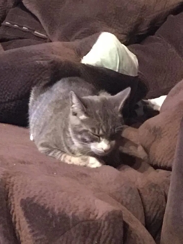 Lost cat in Dracut, MA, 1826
