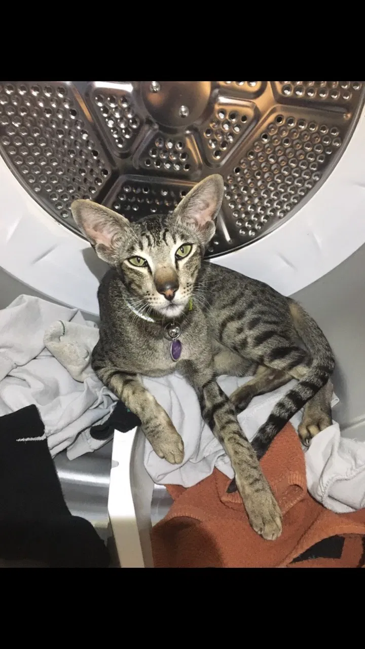 Lost cat in Brighton, CO, 80602