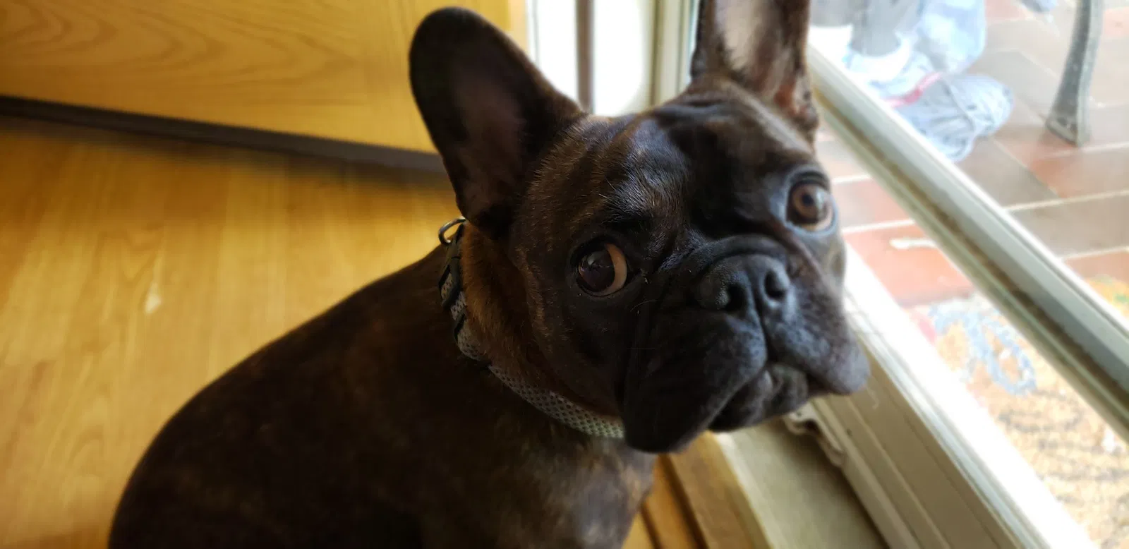 Lost dog in Weatherford, TX, 76087