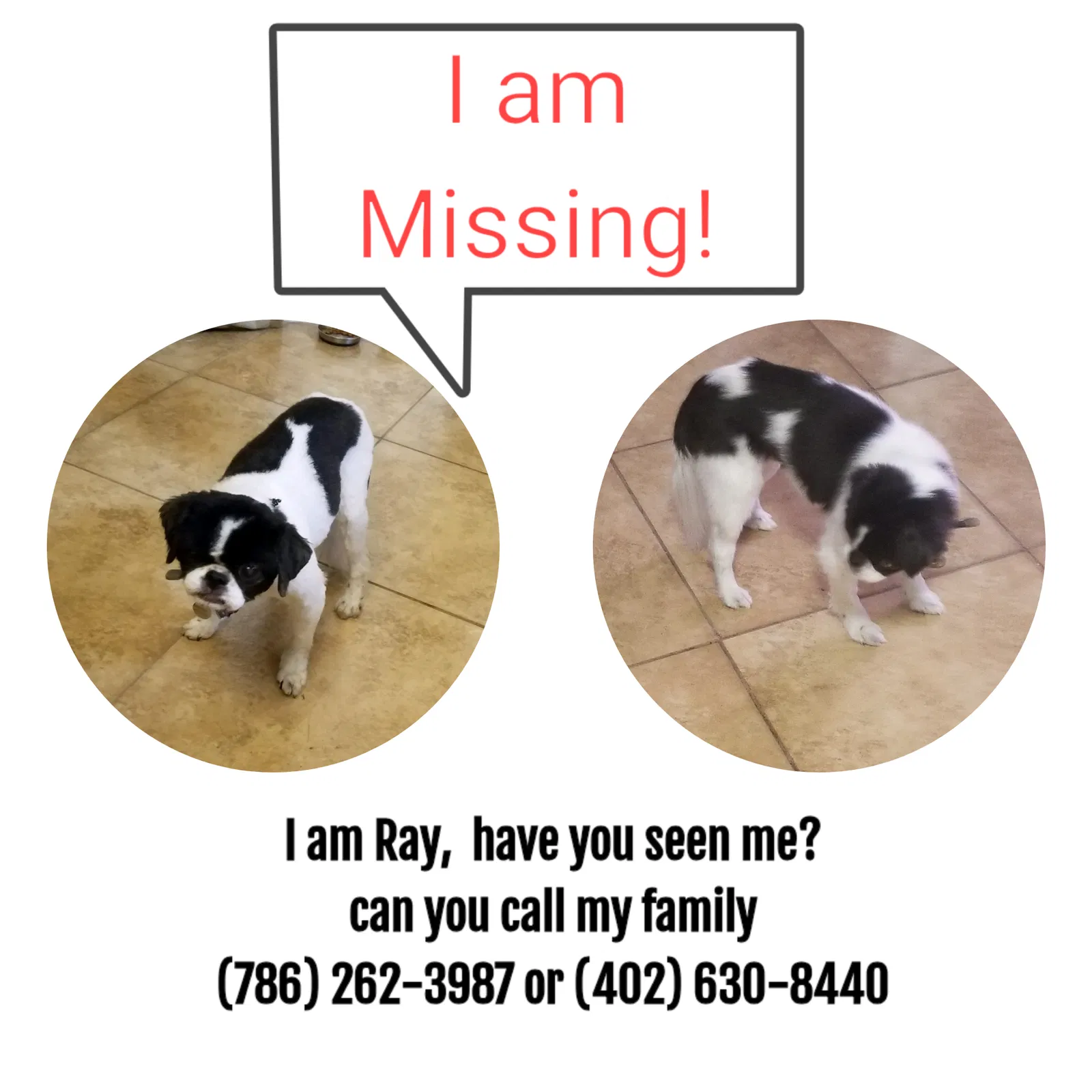 Lost dog in Homestead, FL, 33030
