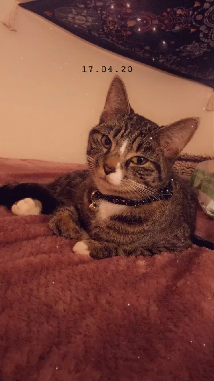 Lost cat in Euclid, OH, 44132