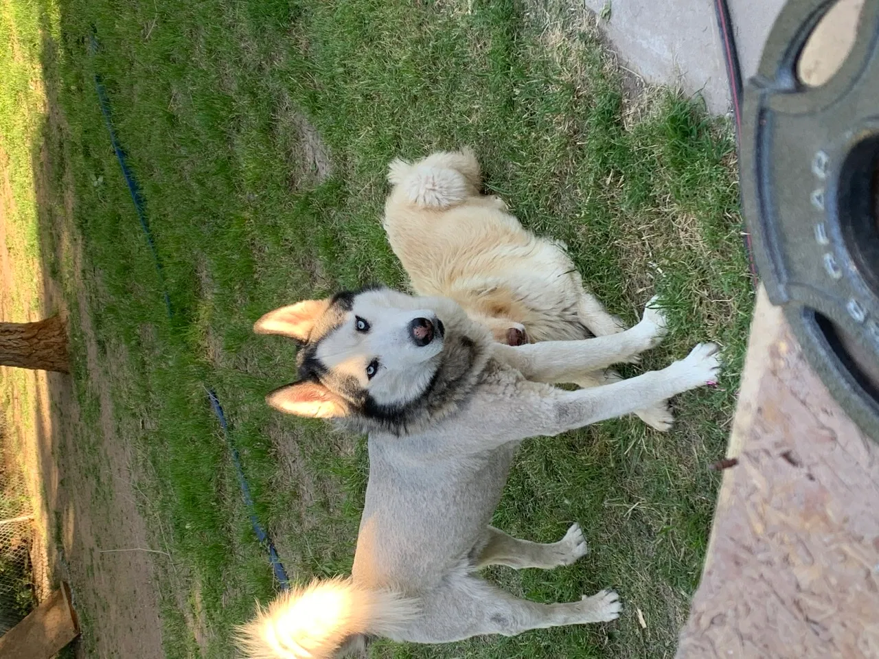 Lost dog in El Paso, TX, 79915