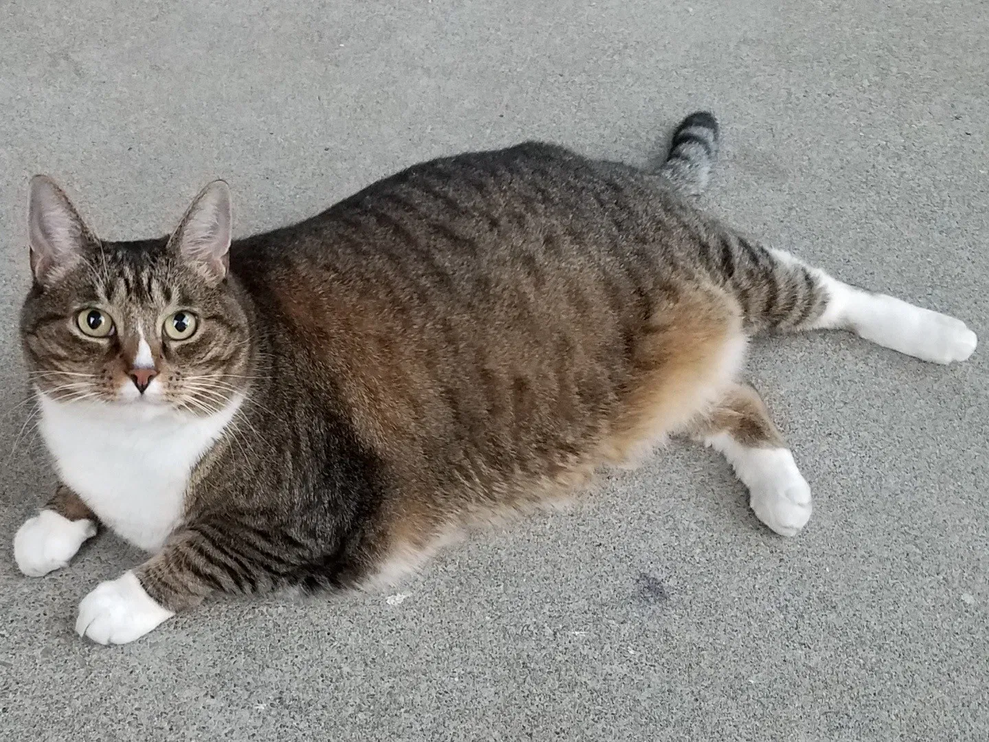 Lost cat in Medford, OR, 97504