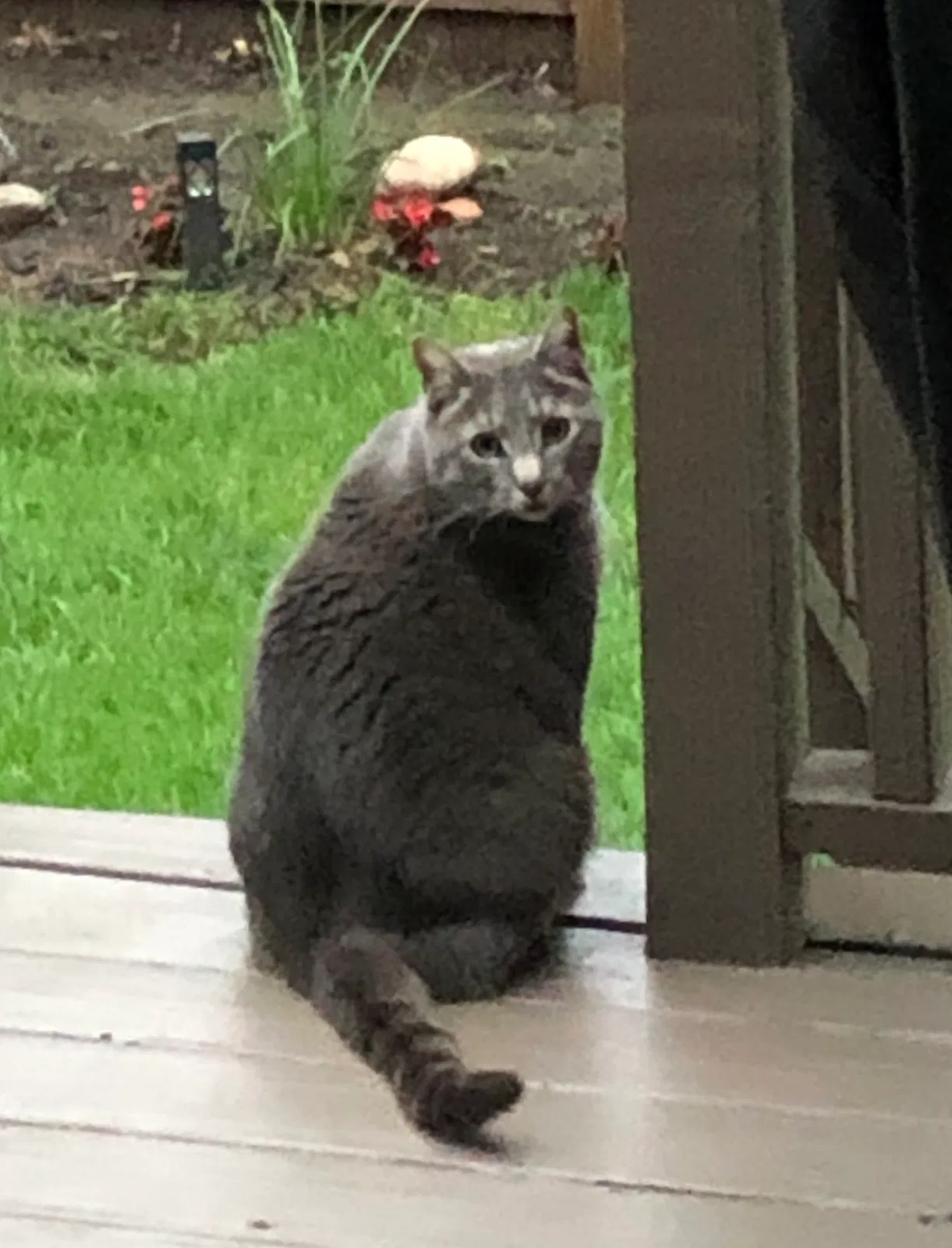 Lost cat in Tulsa, OK, 74137