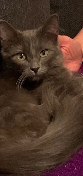 Lost cat in Benicia, CA, 94510