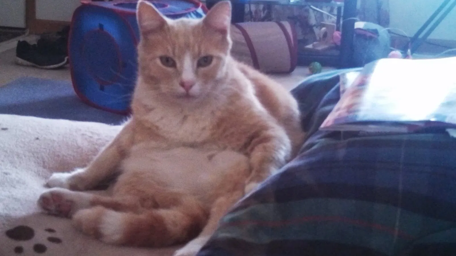 Lost cat in Fort Lupton, CO, 80621