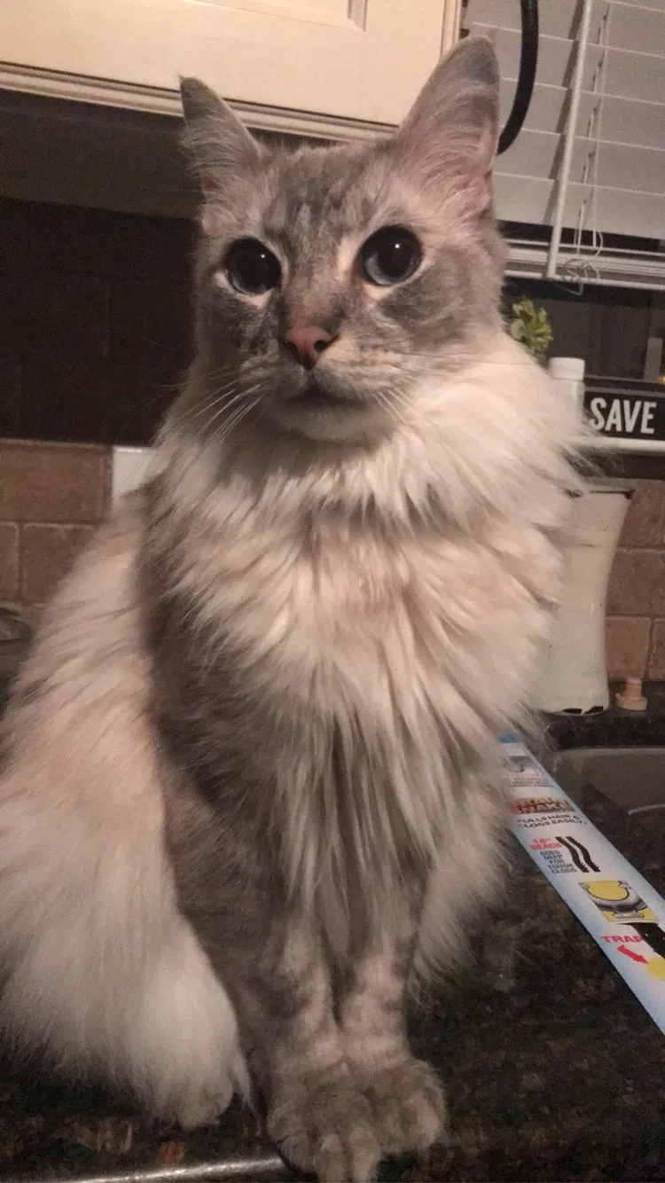 Lost cat in Fayetteville, AR, 72703
