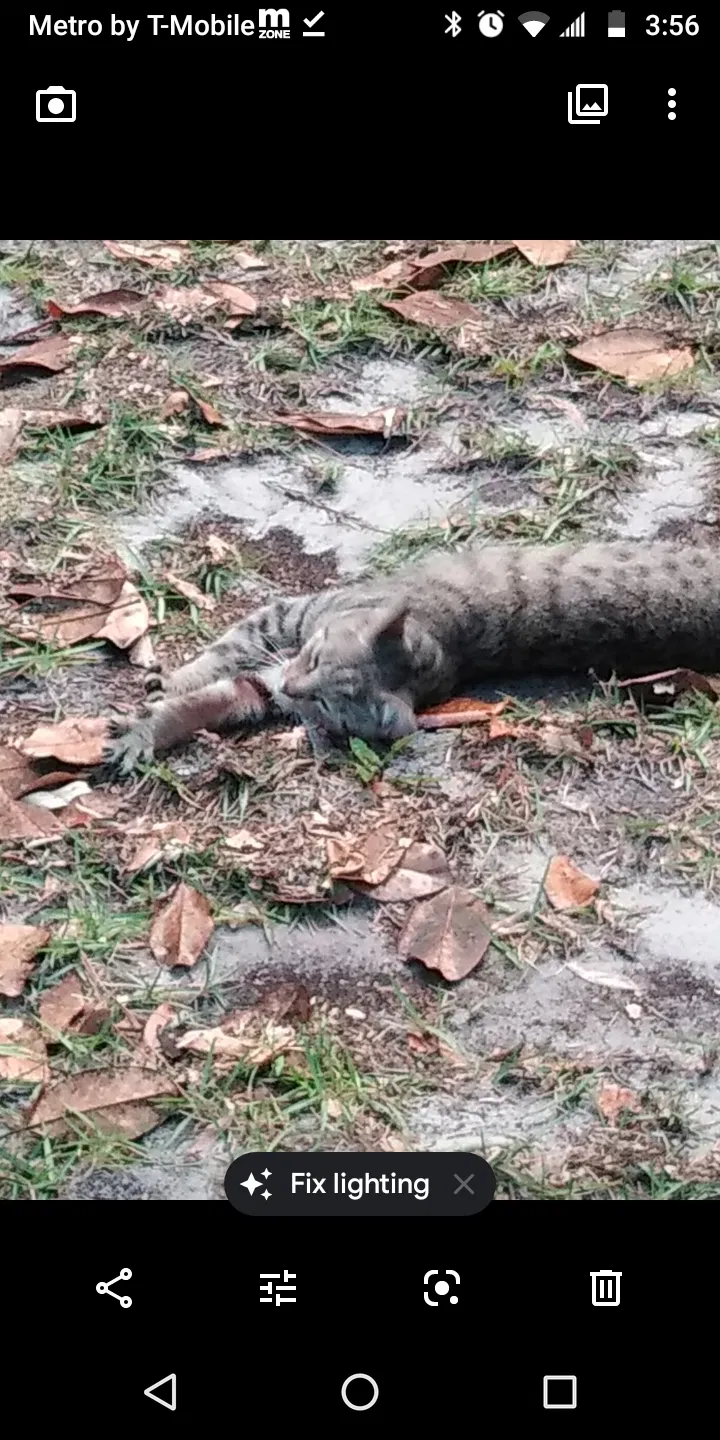 Lost cat in Savannah, GA, 31405