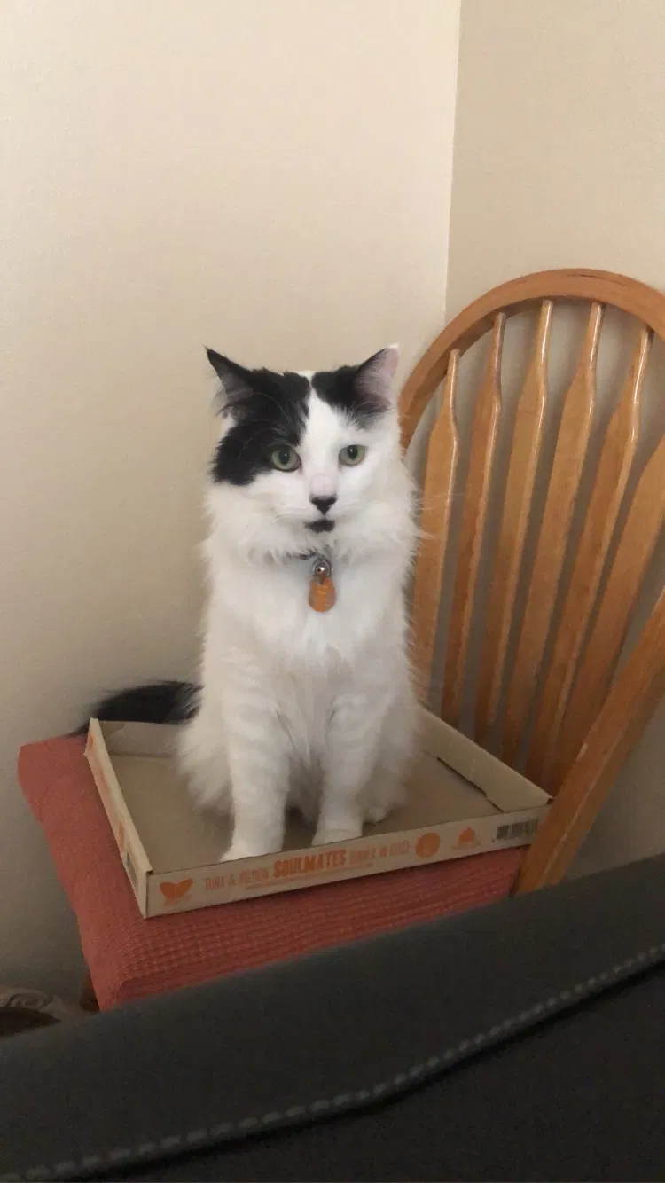 Lost cat in Fort Collins, CO, 80526