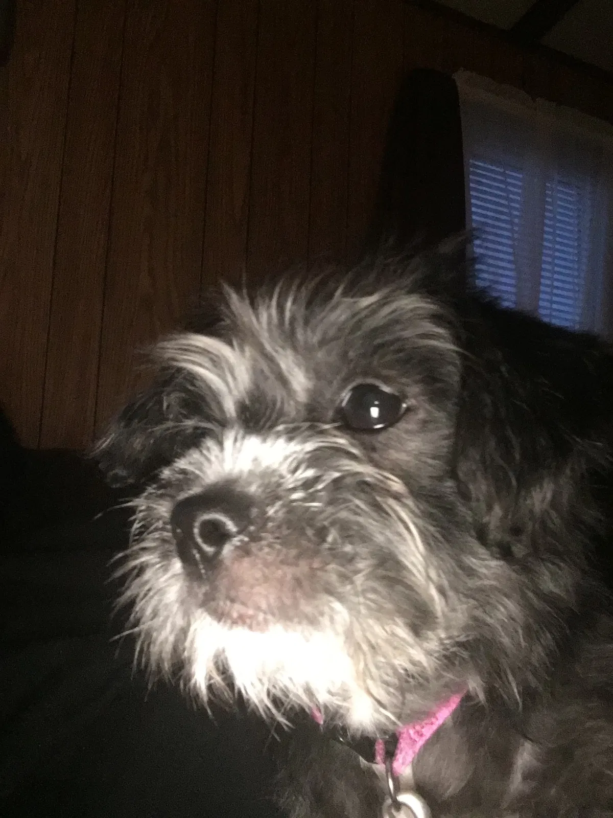 Lost dog in Dover, DE, 19904