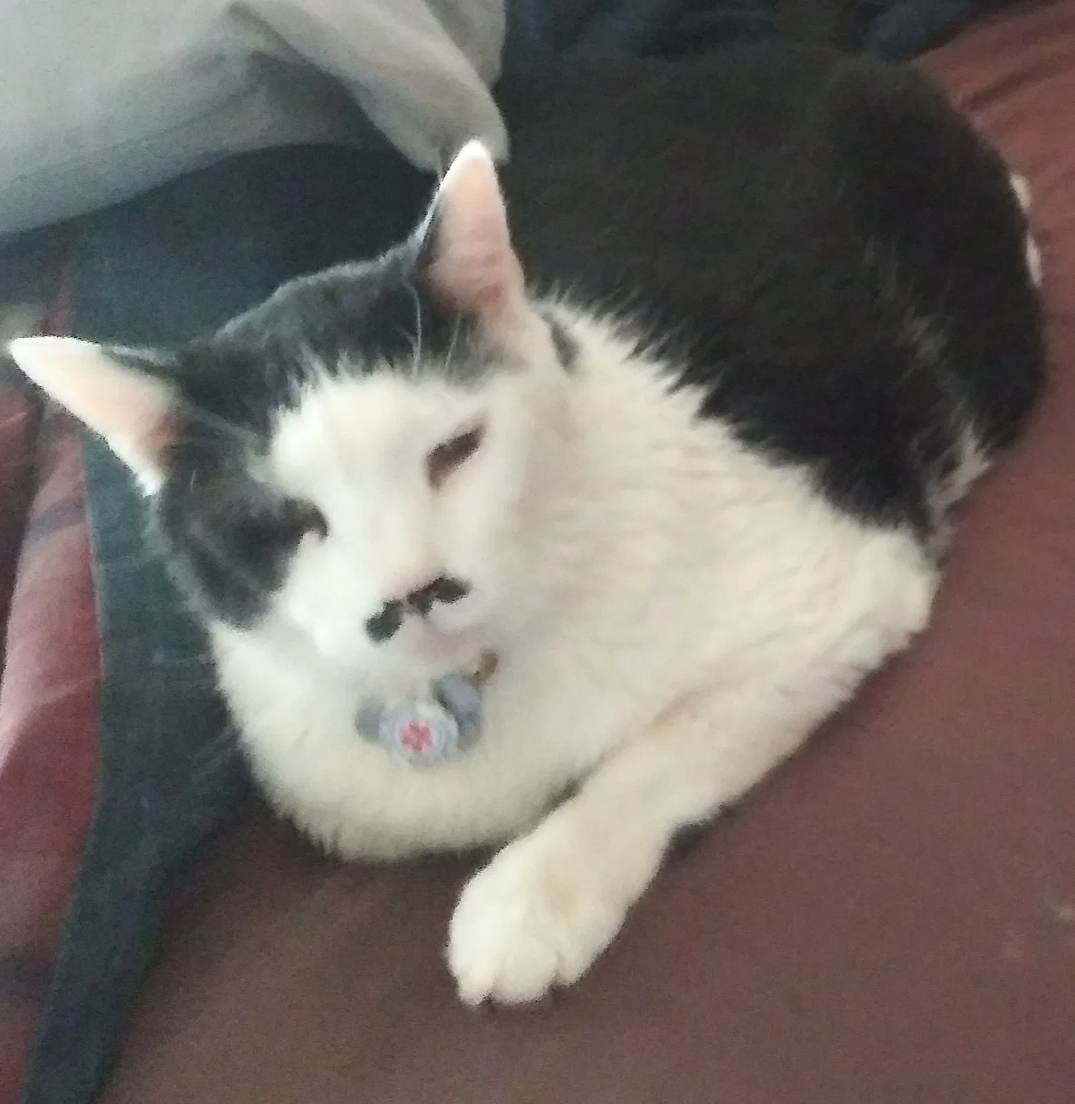 Lost cat in Ball Ground, GA, 30107