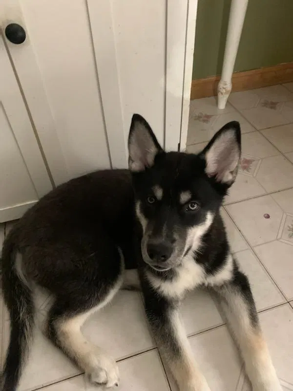 Lost dog in Cicero, IL, 60804