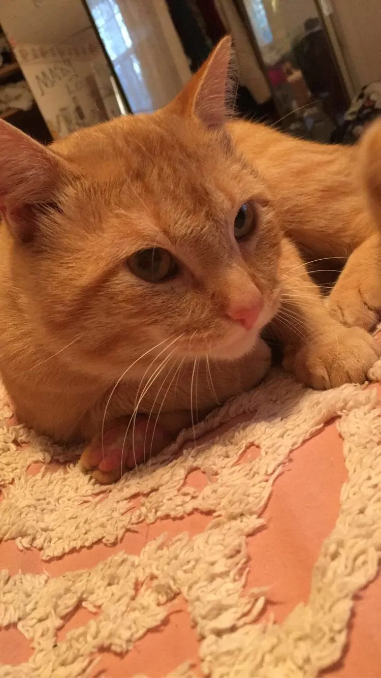 Lost cat in Jay, OK, 74346