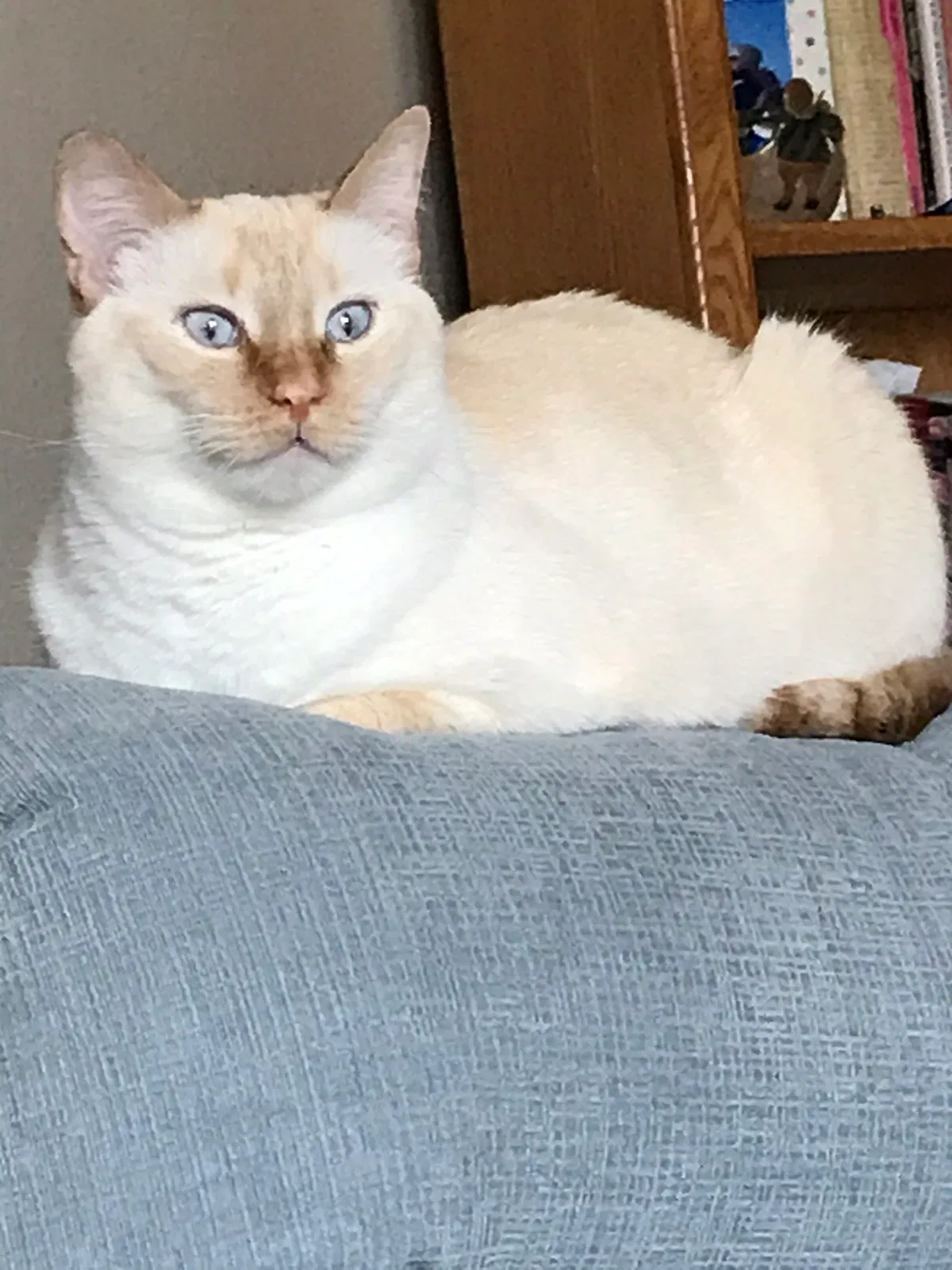 Lost cat in Fort Collins, CO, 80525