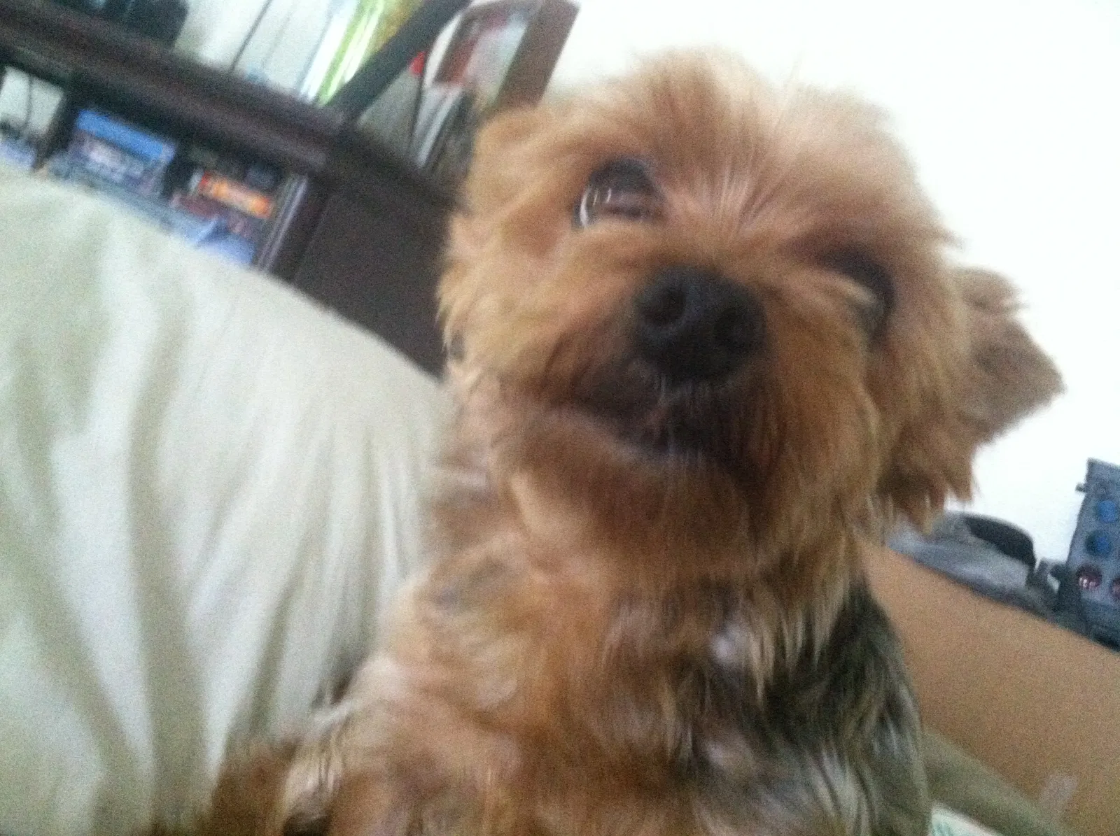 Lost dog in Summerville, SC, 29485