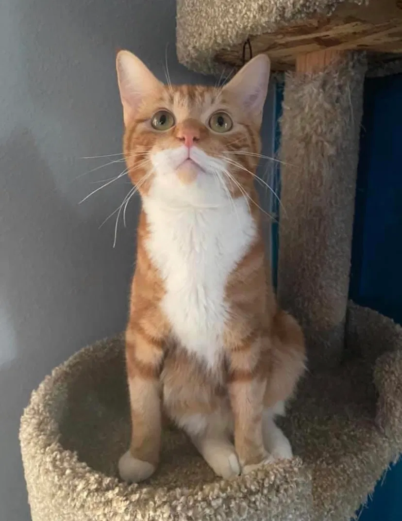 Lost cat in Lakewood, WA, 98498