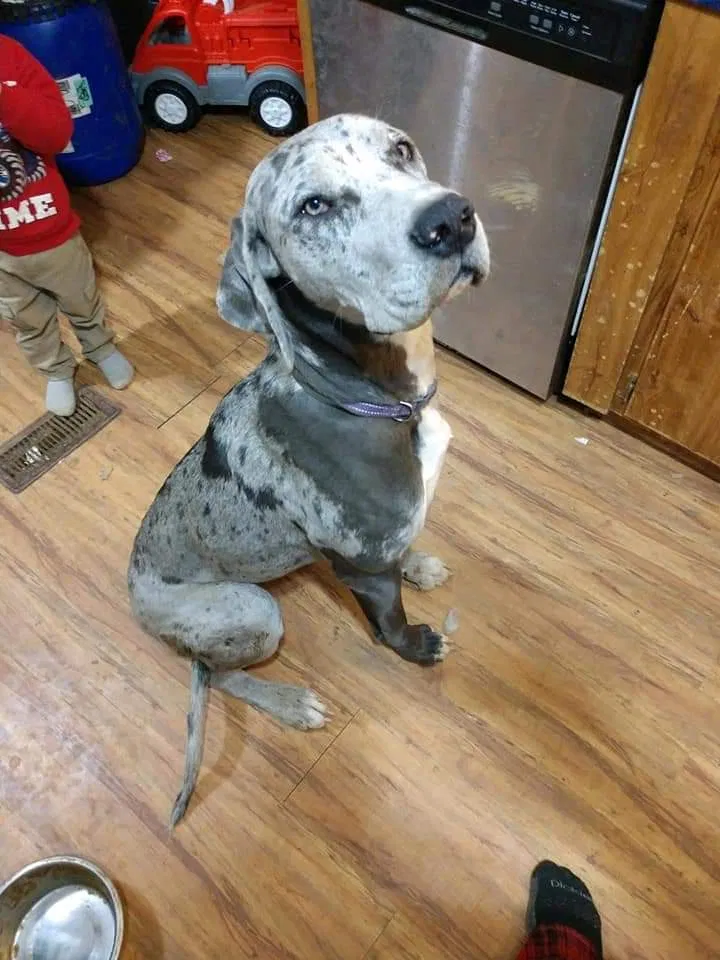 Lost dog in Newland, NC, 28657
