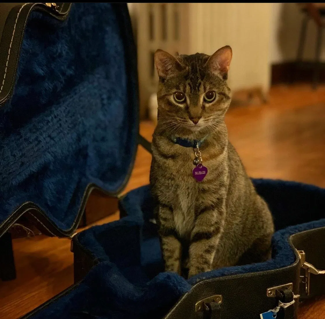 Lost cat in Saint Paul, MN, 55105