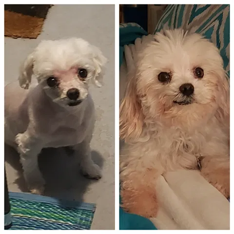 Lost dog in Holiday, FL, 34691