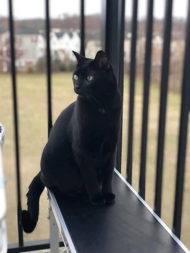 Lost cat in Silver Spring, MD, 20902