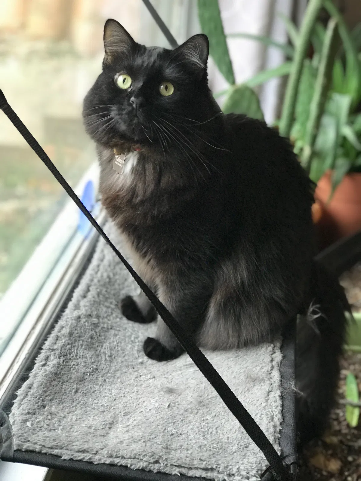 Lost cat in Minneapolis, MN, 55418