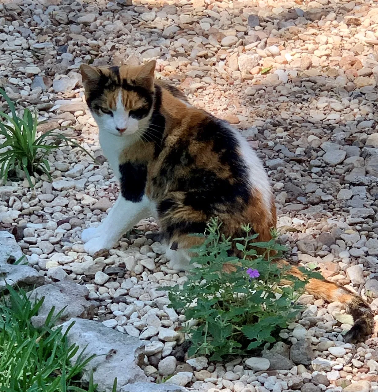 Lost cat in Temple, TX, 76502