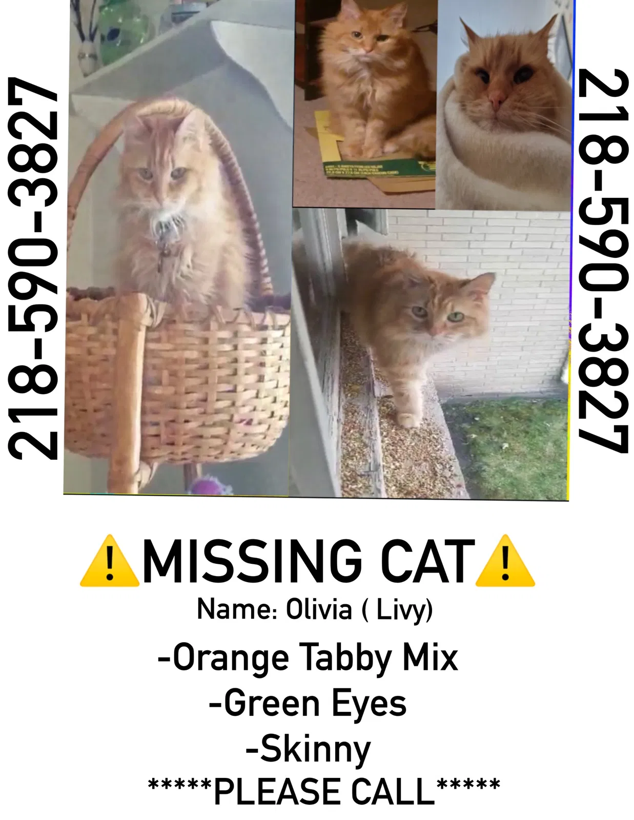 Lost cat in Saint Paul, MN, 55105