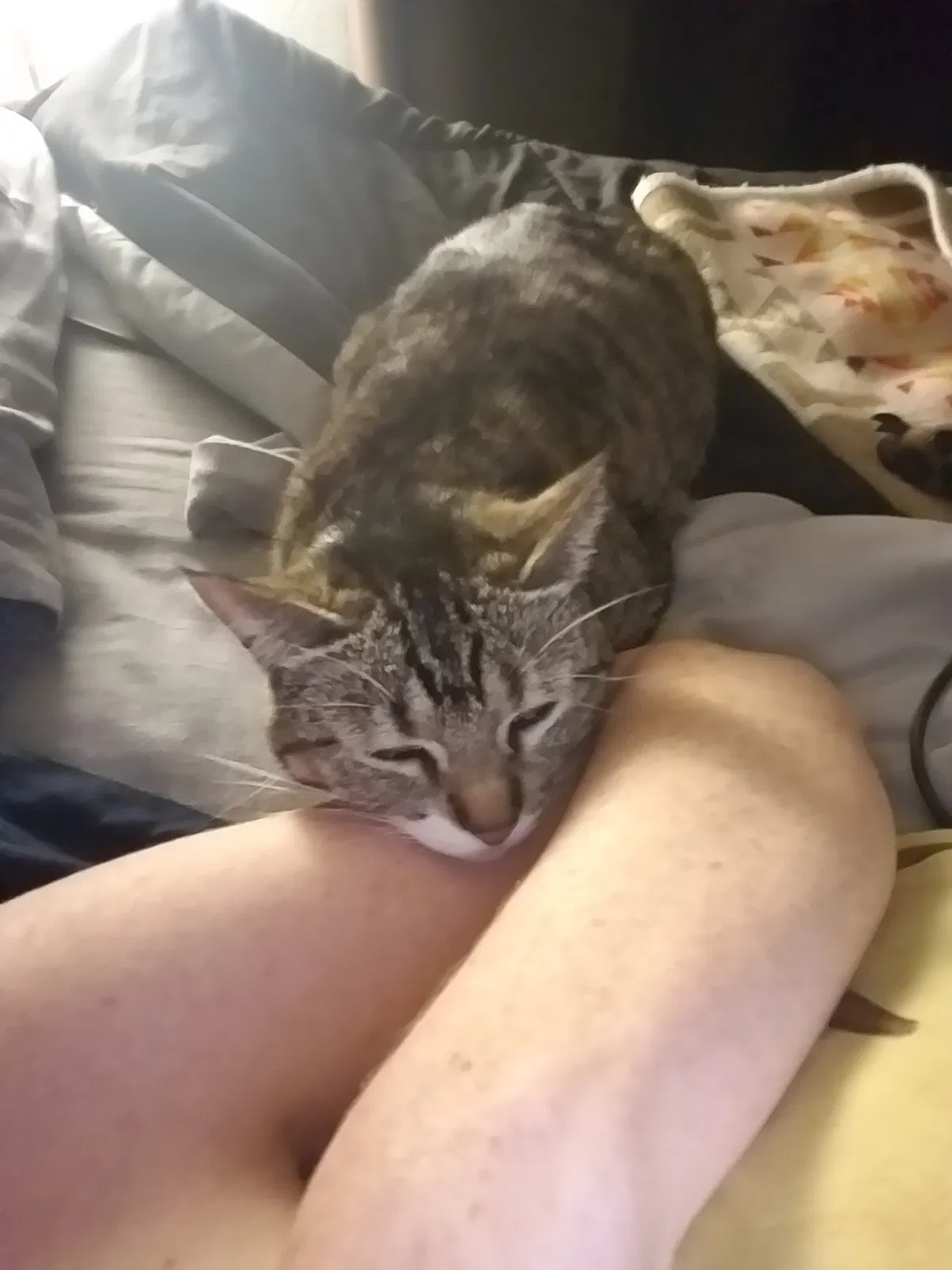 Lost cat in Medford, OR, 97504